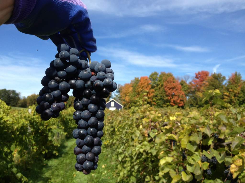 Marquette grapes at harvest Gerry and Mary harvest marquette at Victory View Vineyard.