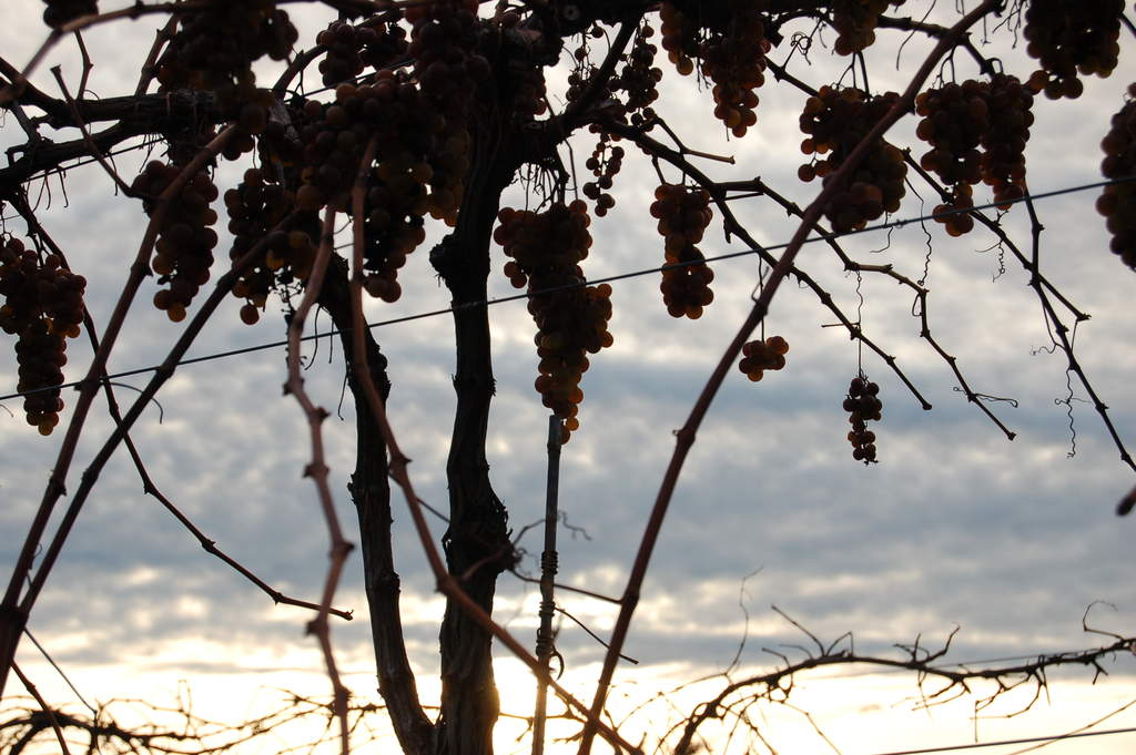 Melody in November Perhaps future ice wine.