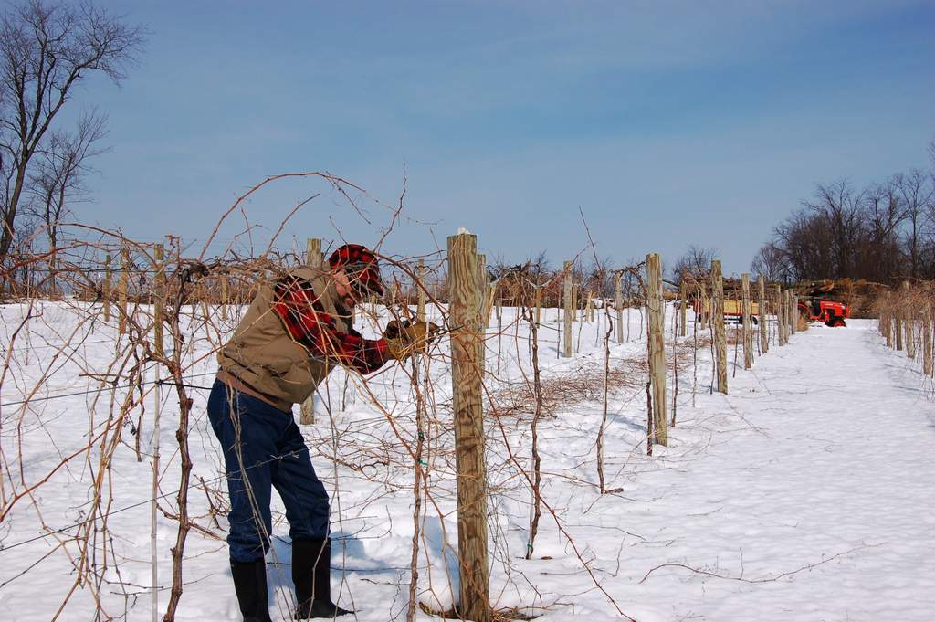 Gerry pruning marquette vines