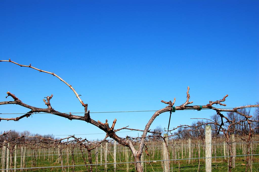 melody grapevine pruned Pruning is complete at Victory View Vineyard in April.