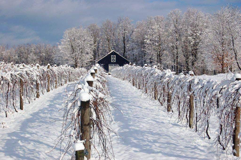Snow covered wines and trellis at Victory View Vineyard.