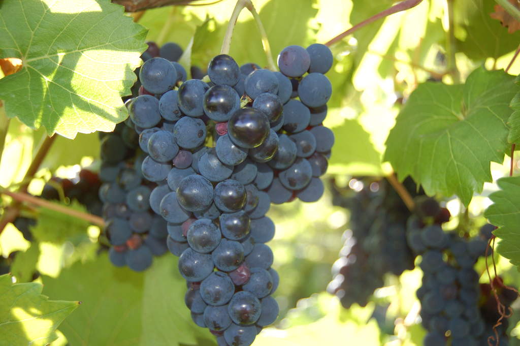 marquette grape cluster Marquette grape cluster at Victory View Vineyard