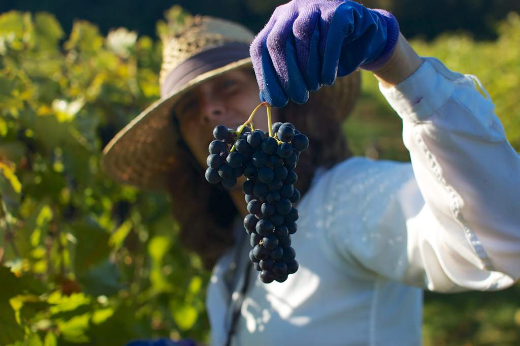 Mary is holding a cluster of marquette grapes during Victory View Vineyard's harvest.