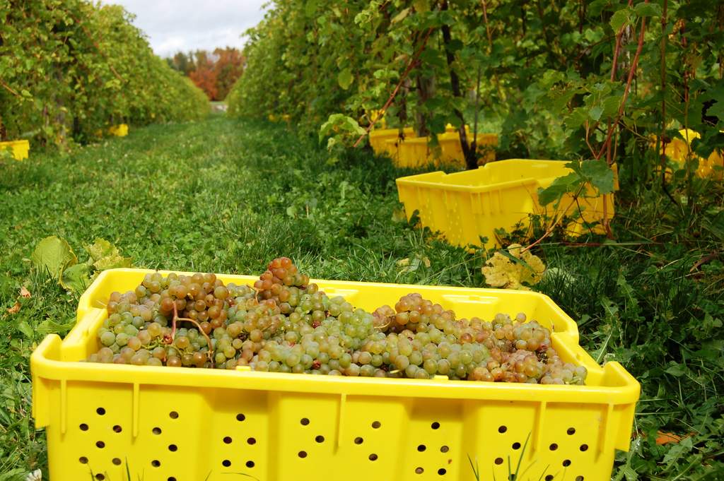 harvesting lacrosse grapes in upstate NY at Victory View Vineyard