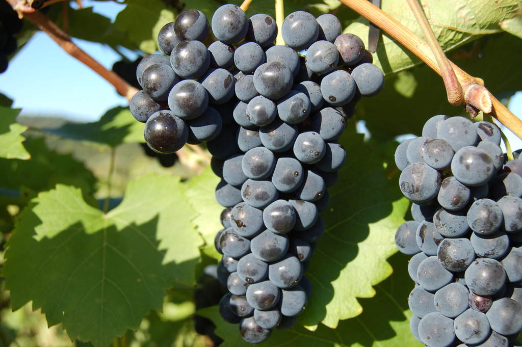ask for marquette Victory View Vineyard's marquette grapes