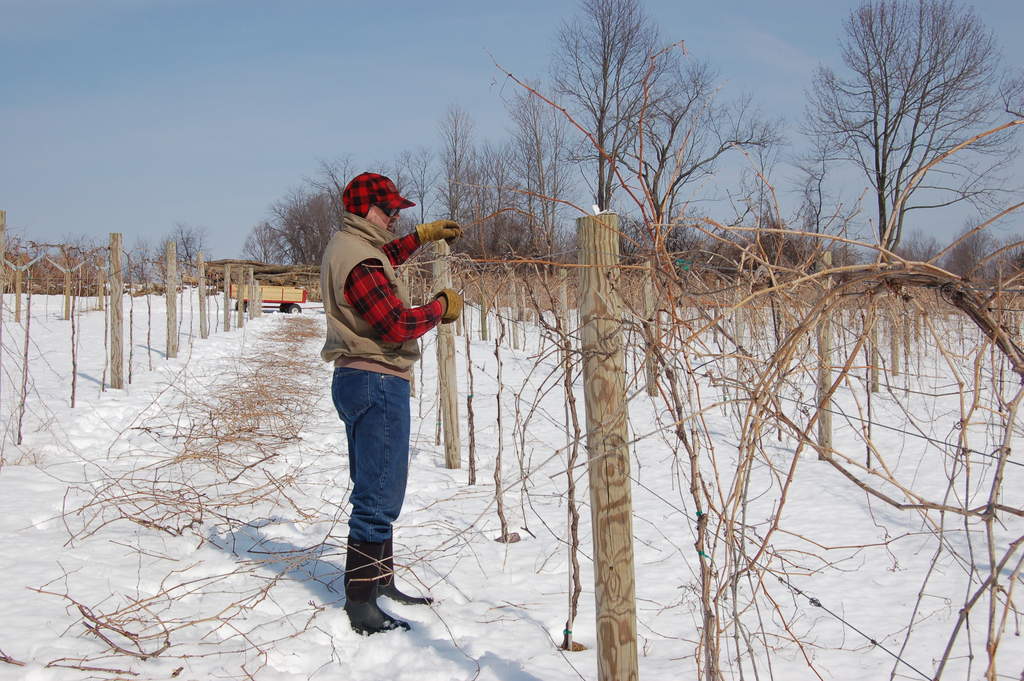 Gerry Barnhart prunes marquette grapevines