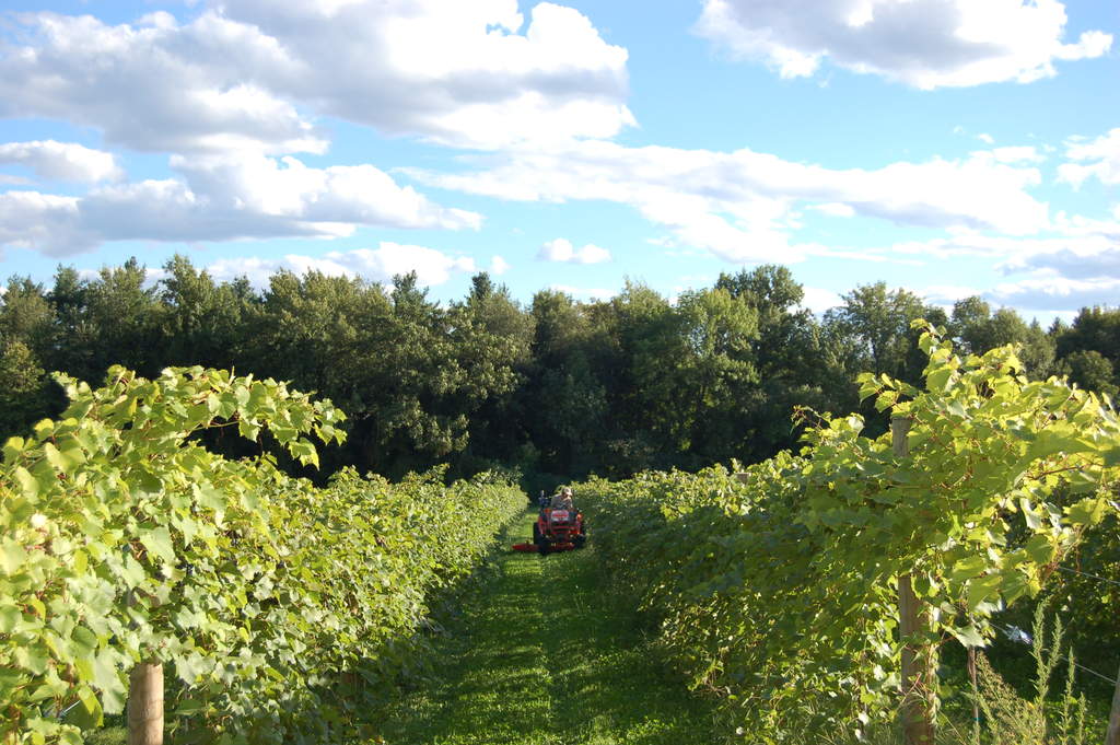 Mowing the vineyard