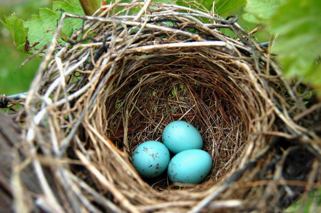 chipping sparrow eggs at Victory View Vineyard