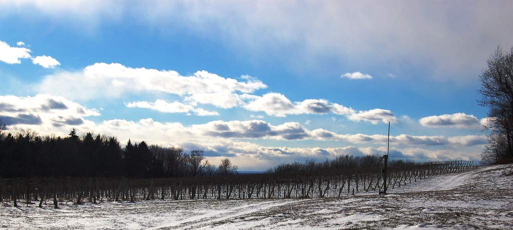 Winter of 2016 at Victory View Vineyard under dramatic sky.