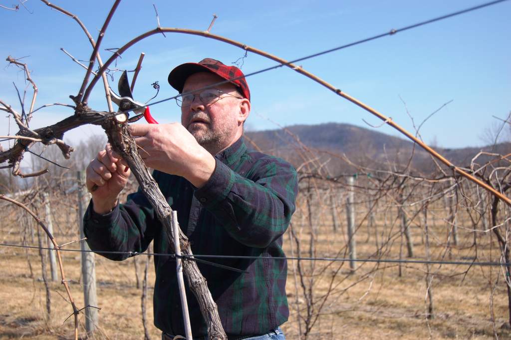 Gerry is pruning marquette grapevines.
