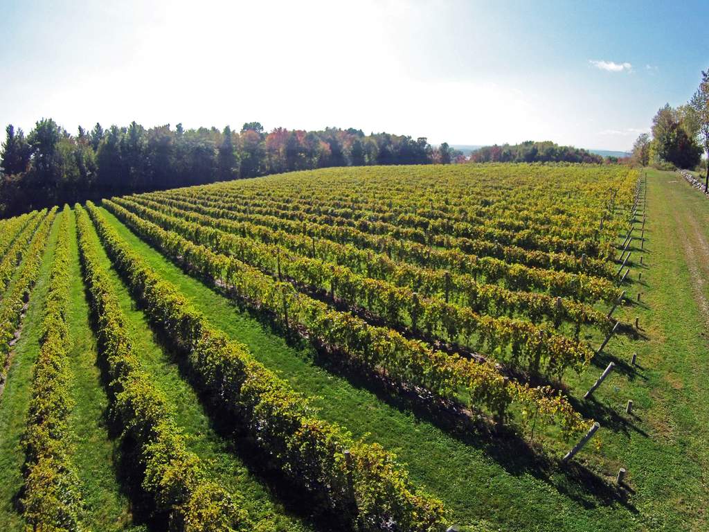 Drone photo of Victory View Vineyard.