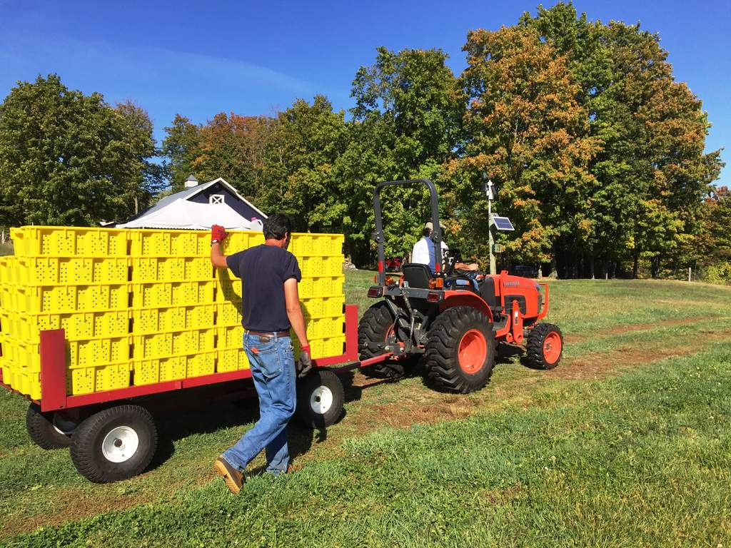 A wagon full of foch wine grapes goes right from vineyard to the crusher.