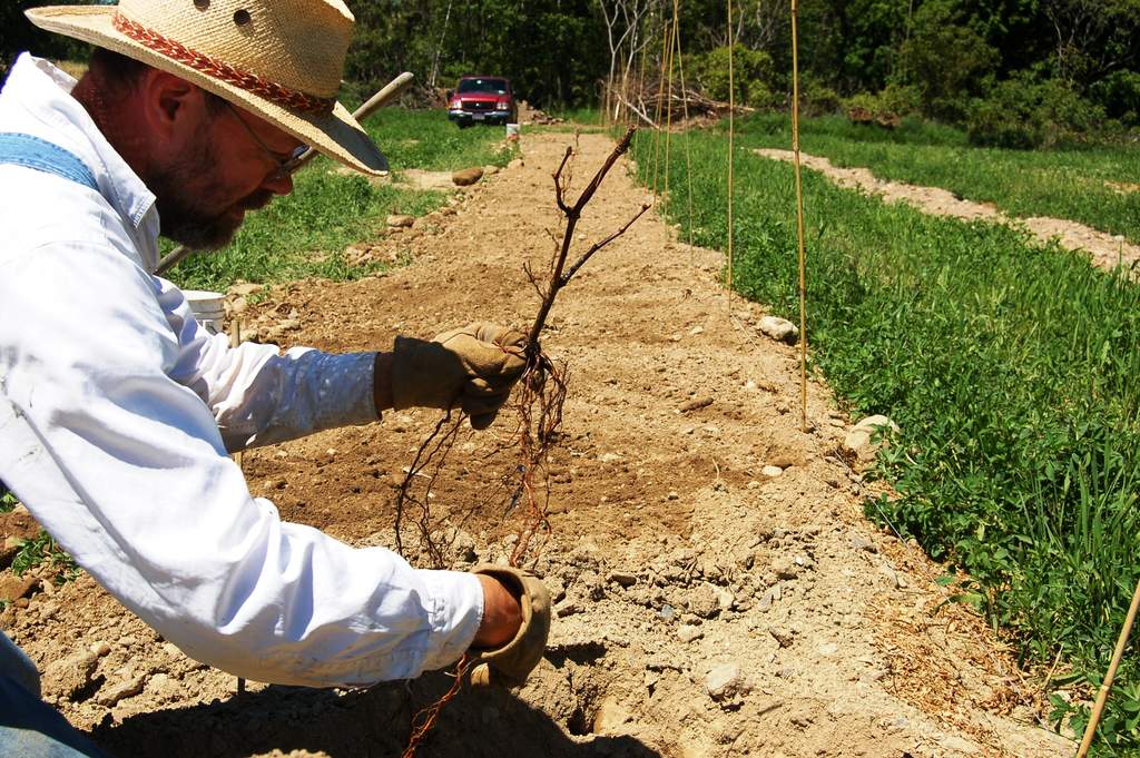 Gerry plants first row of marquette grapevines.