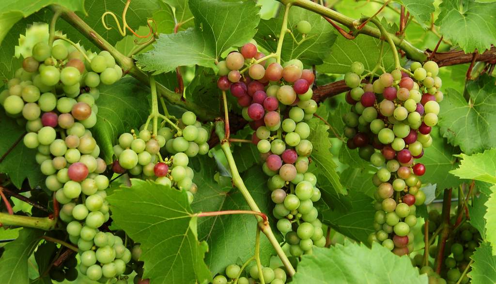 Marquette wine grapes turn from green to red during veraison at Victory View Vineyard.