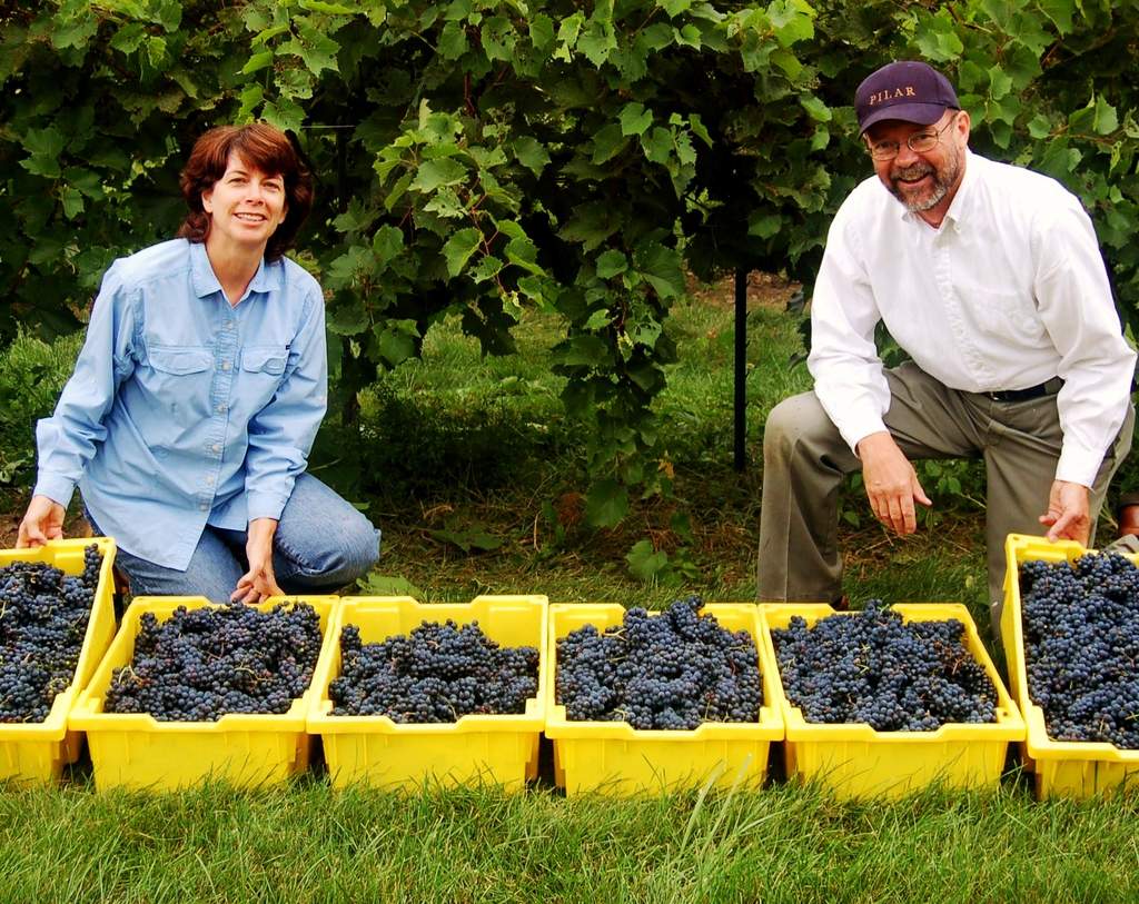 Mary and Gerry display lugs of marechal foch grapes during first harvest in 2007.