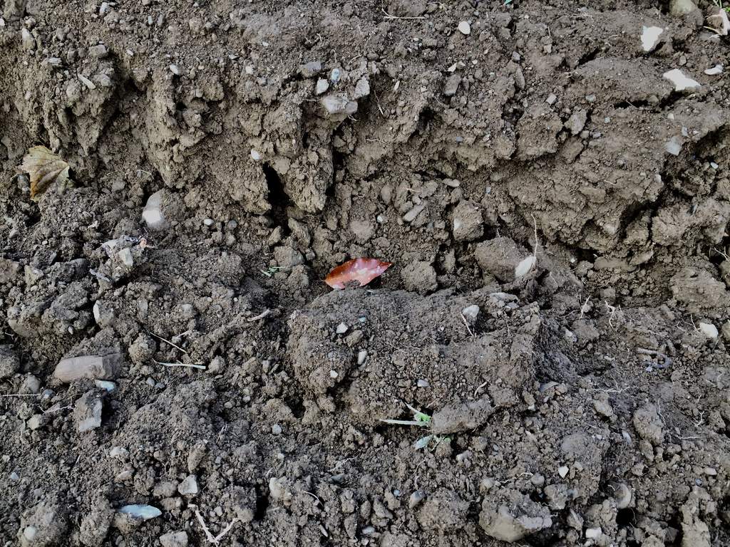 dark soil with small rocks and one red leaf