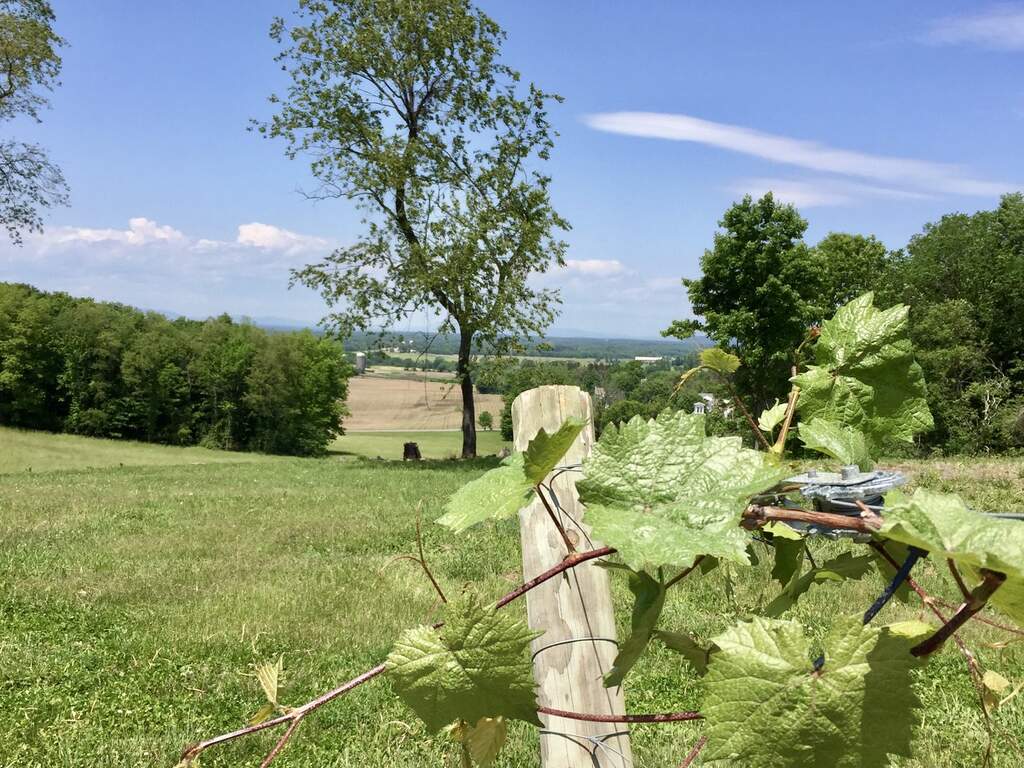 north view of marquette vine