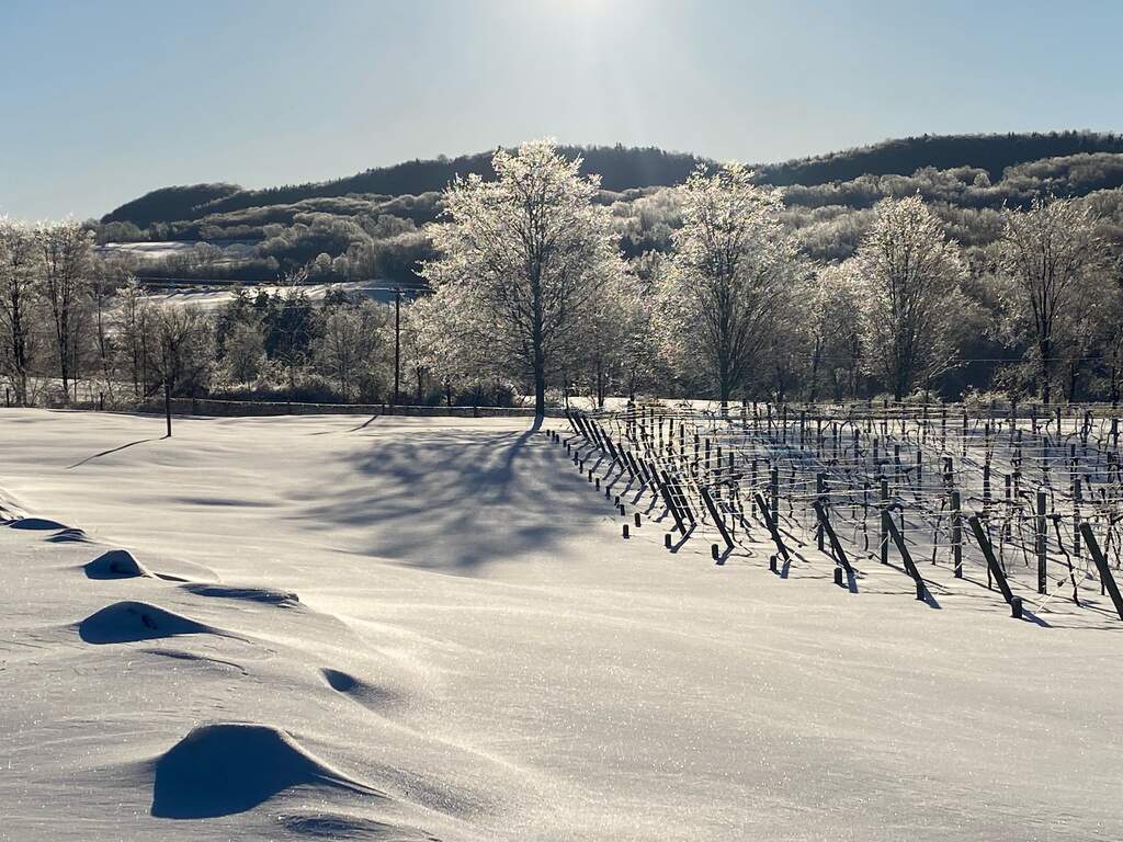 The vineyard is blanketed with snow with glistening trees and hills in the background.