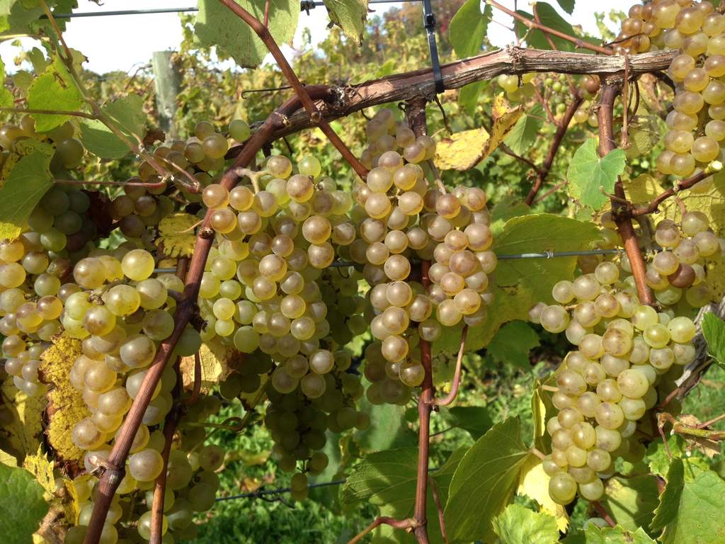 Melody Grapes Melody grape vine before harvest in October.