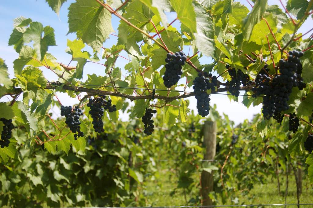 victory view vineyard's marechal foch grapes Marechal Foch vines at Victory View Vineyard