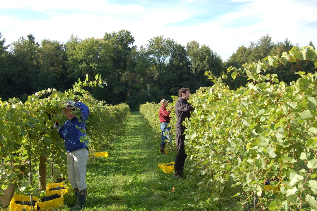 Victory View Vineyard's harvest crew in action.