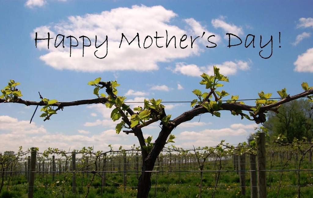 Photo wishes Happy Mother's Day on vineyard backgr Happy Mother's Day from Victory View Vineyard.