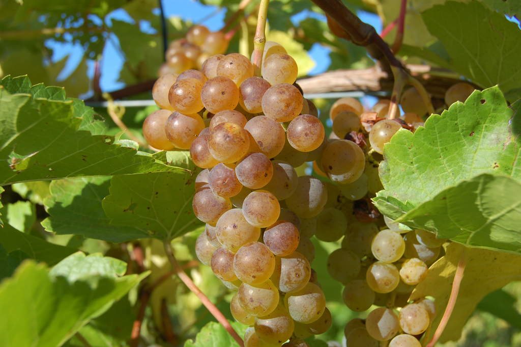 LaCrosse grapes ready for harvest at Victory View Vineyard.