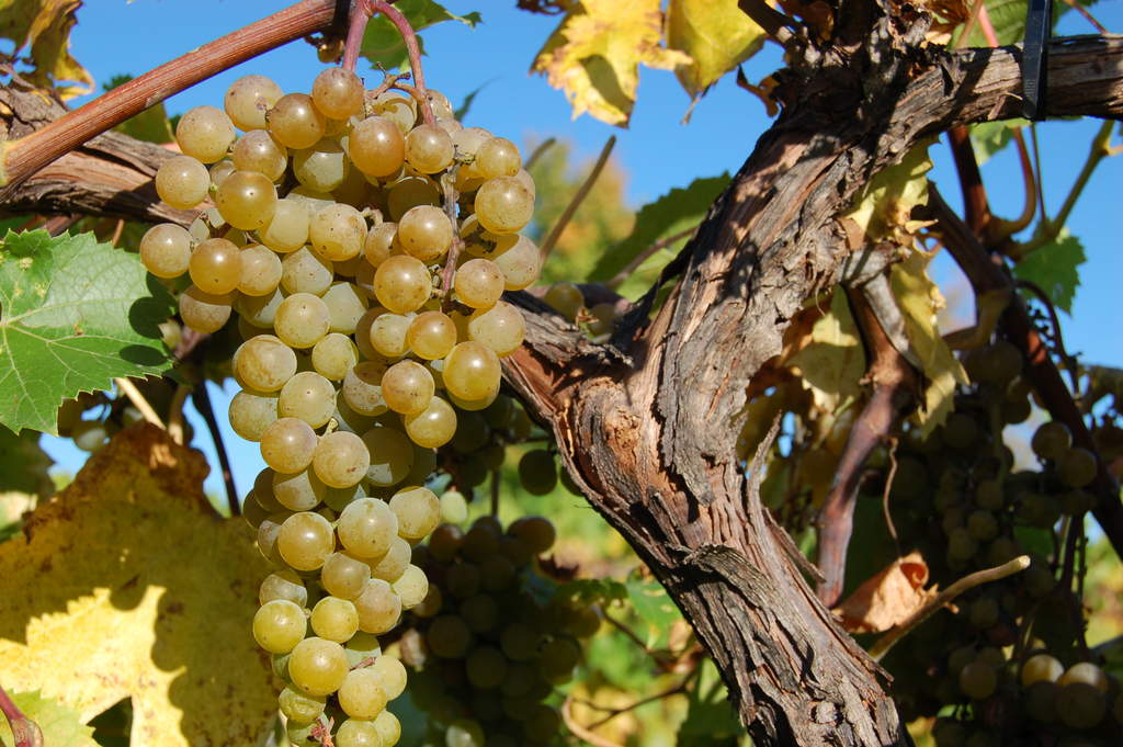 A cluster of La Crescent grapes on the vine at Victory View Vineyard.