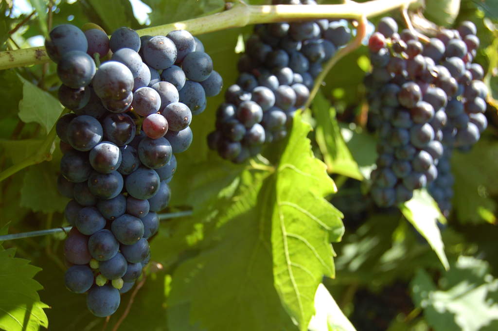 Marechal Foch grapes on the vine at Victory View Vineyard.