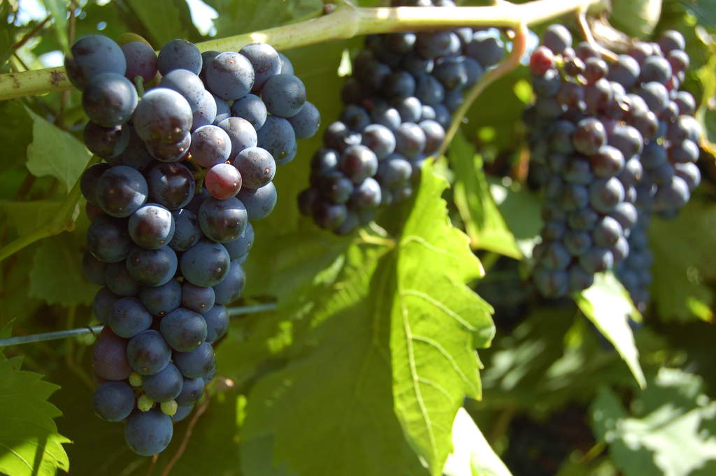 Marechal Foch Grape Clusters Marechal Foch grapes on the vine at Victory View Vineyard.
