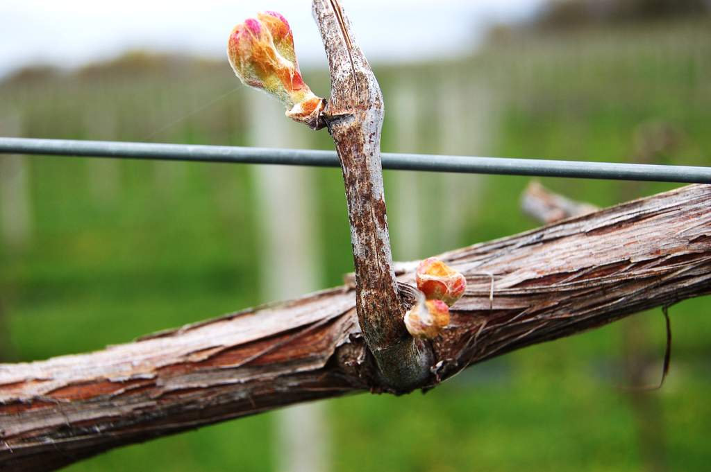 grapevine bud on spur @victoryviewvineyard