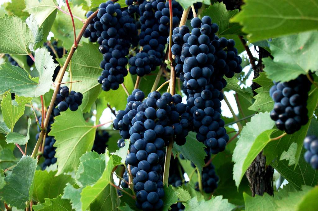 Marquette grape clusters on the vine in Easton, New York.