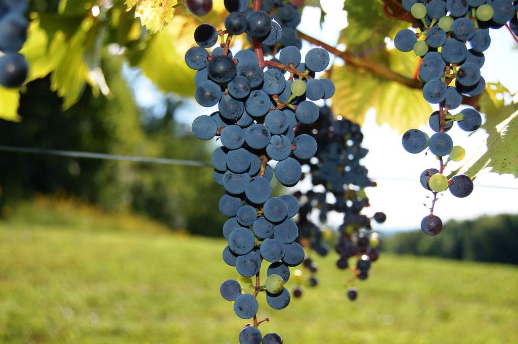 Frontenac Grapes First harvest Frontenac wine grapes on the vine.