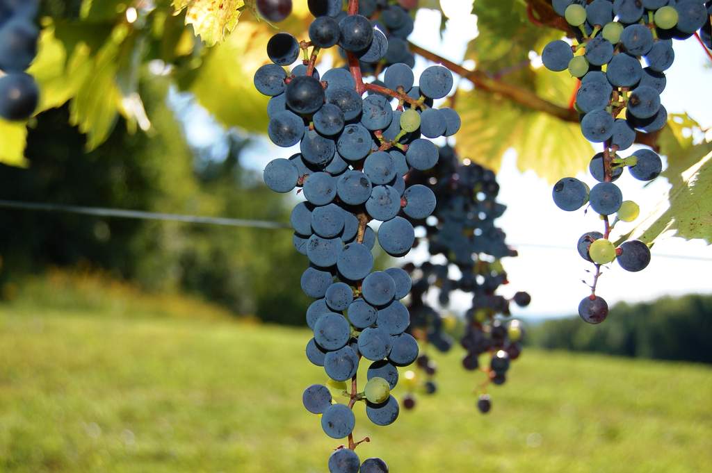 First harvest Frontenac wine grapes on the vine.