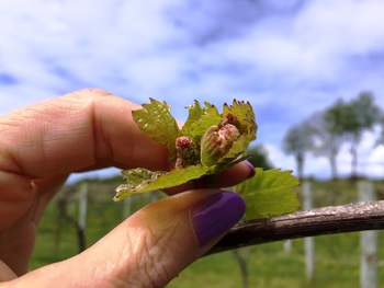 Mother's Day at Victory View Vineyard and it is bloom in the vineyard.