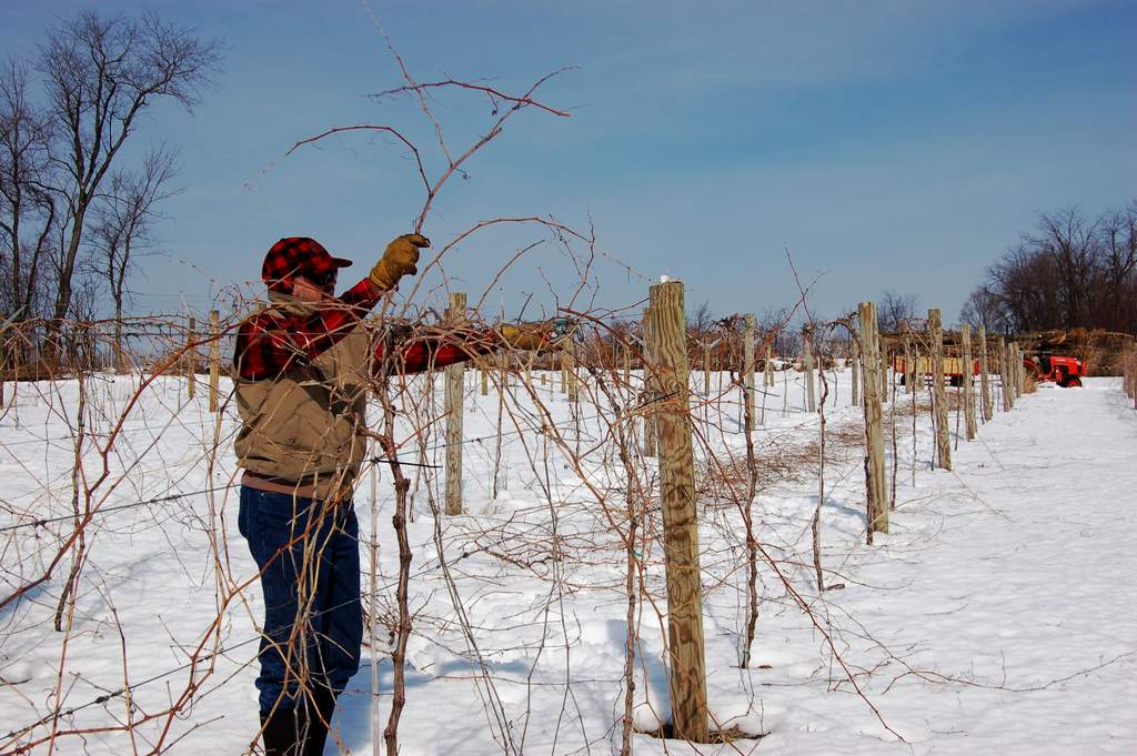 Gerry winter prunes grape vines at Victory View Vineyard.