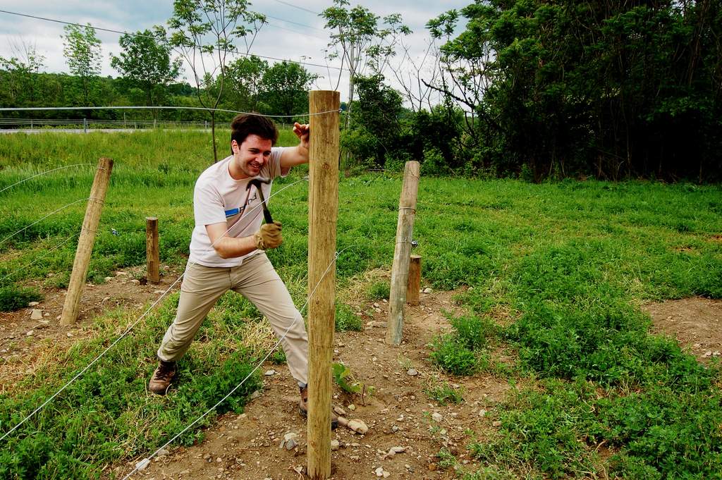 Installing wire in vineyard trellis.