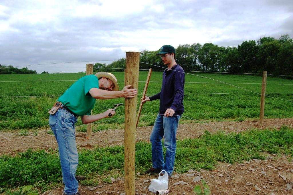 Our family members install posts in vineyard trellis.