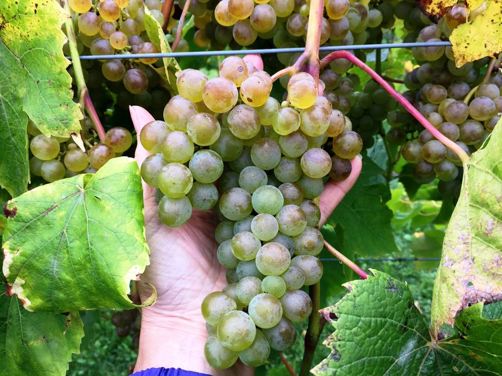 A handful of our melody grapes in our vineyard on Upper Hudson Wine Trail.