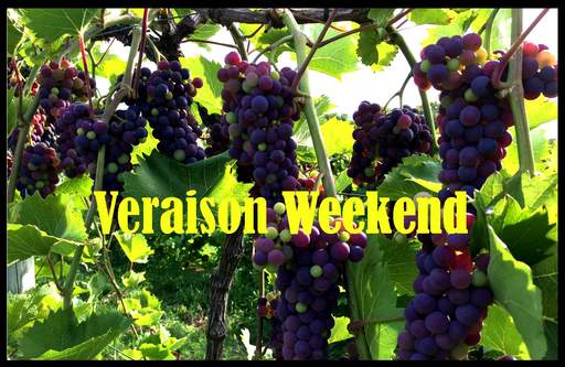 peak veraison - grapes changing color