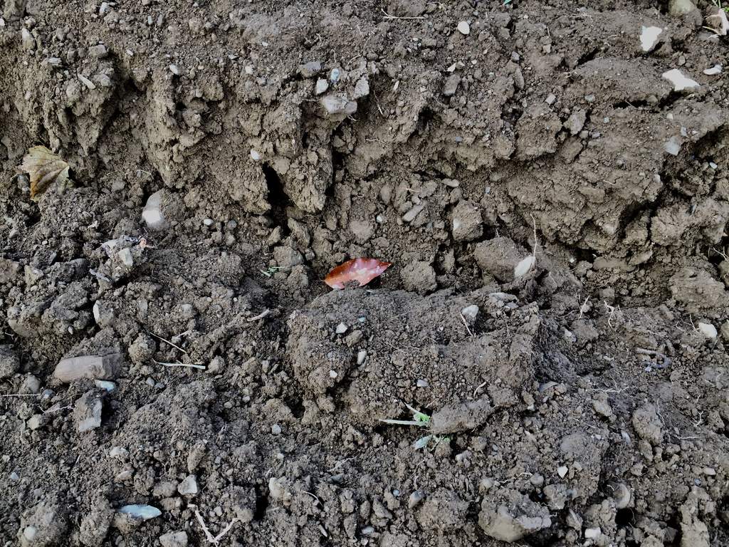 vineyard soil dark soil with small rocks and one red leaf