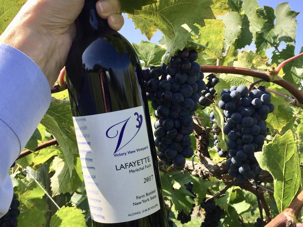 Lafayette maréchal foch wine Holding a bottle of Lafayette by a Marechal Foch grapevine