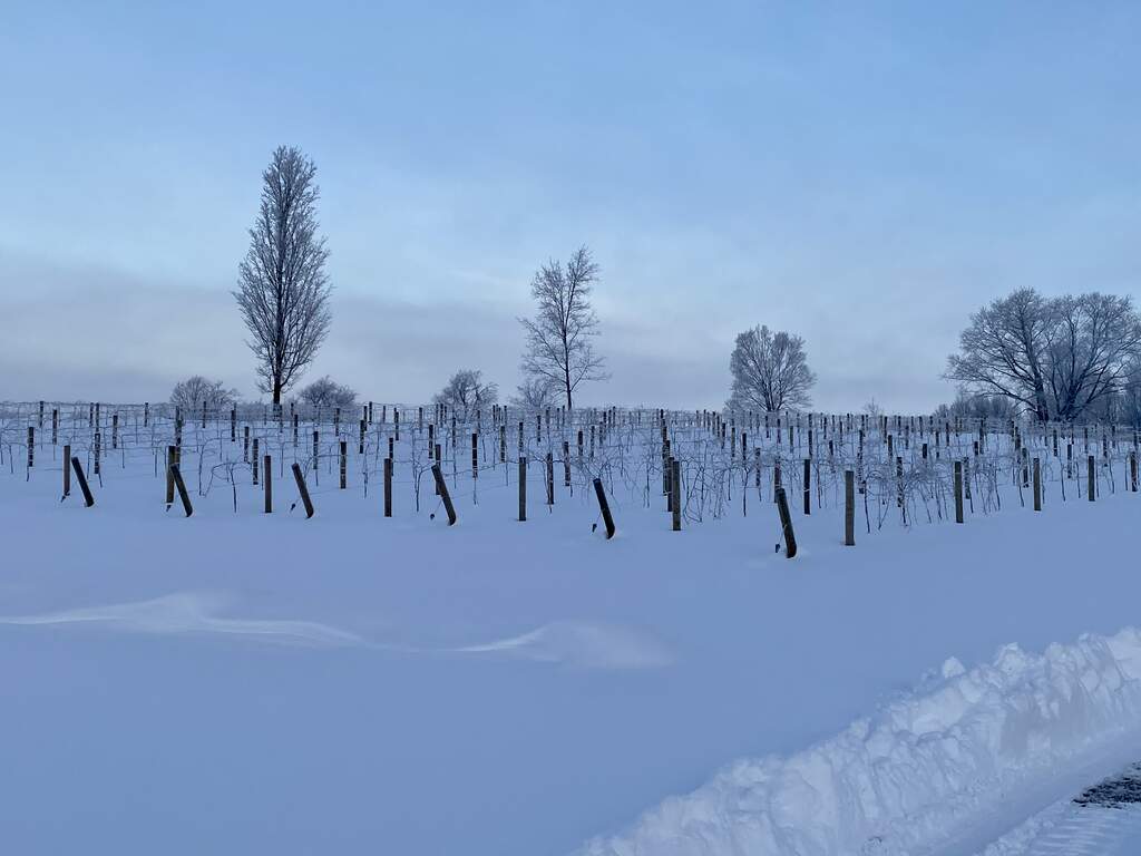 Snowy vineyard