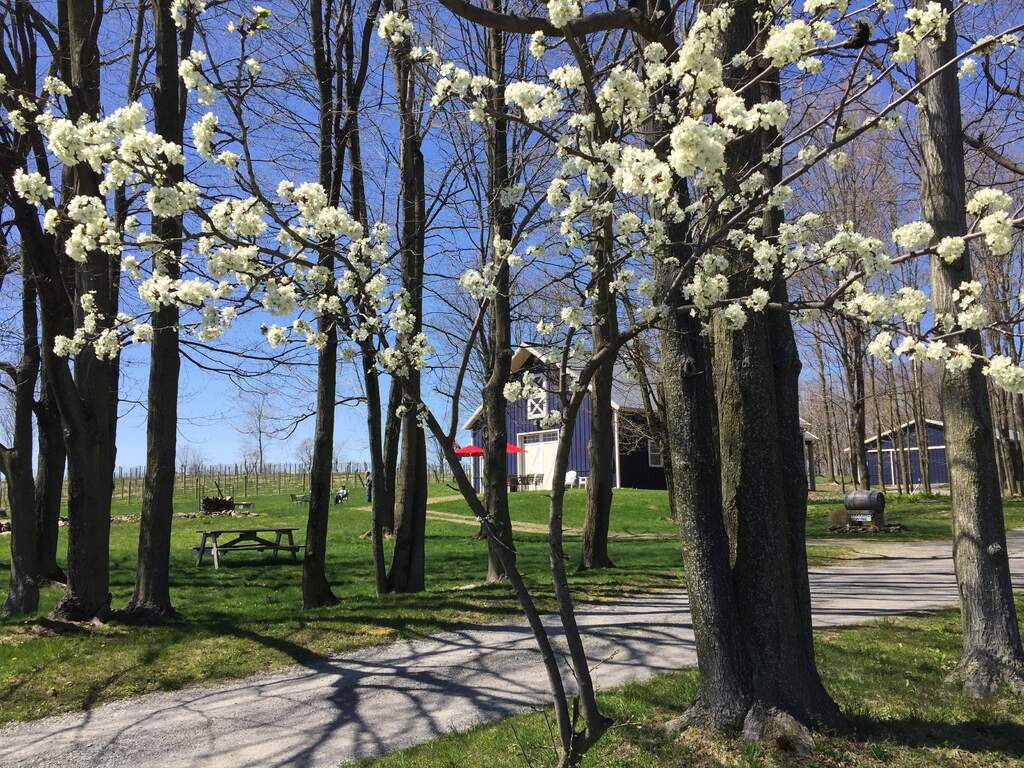 A view of our farm winery through the trees at our entrance.