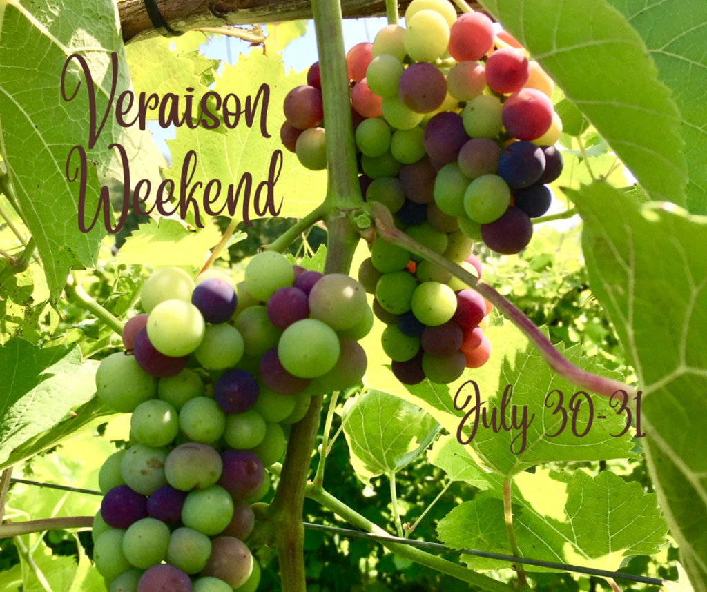 See colorful grapes during Version Weekend at Victory View Vineyard.