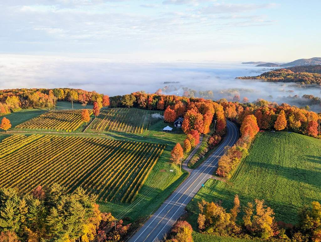 The hilltop vineyard is captured with morning fog in the Hudson Valley in the background.