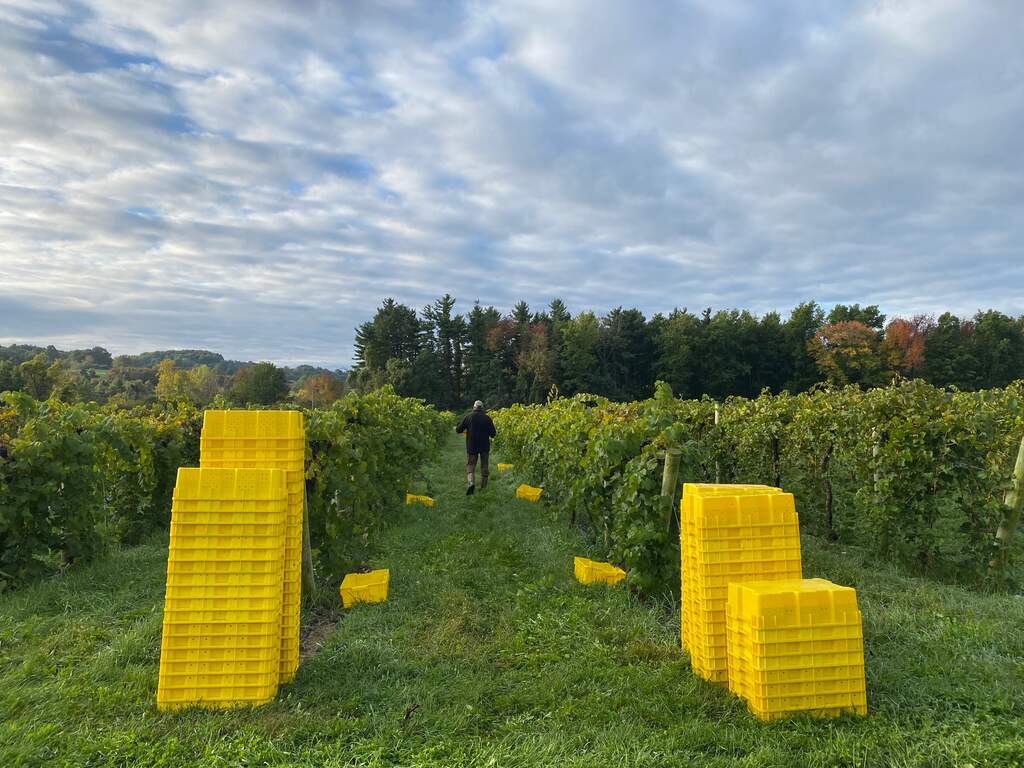 On another cloudy harvest day the yellow lugs are ready to be filled with grapes.