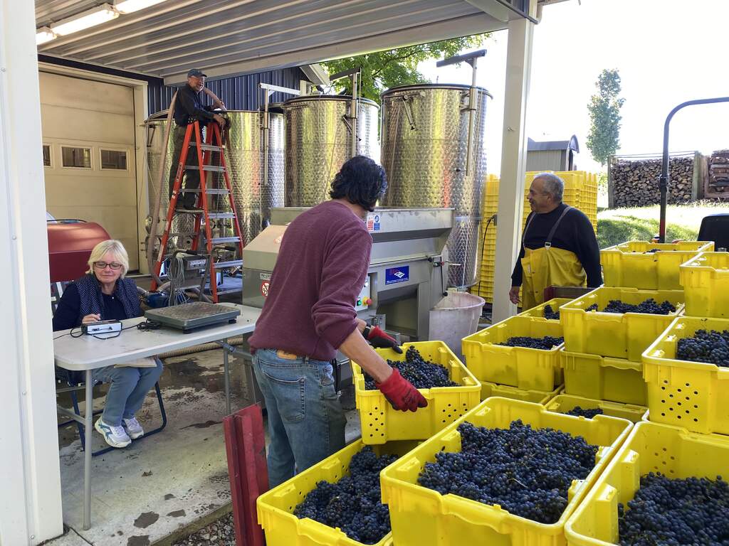 Lugs of maréchal foch grapes are being weighed, crushed and pumped into a fermentation tank on the c