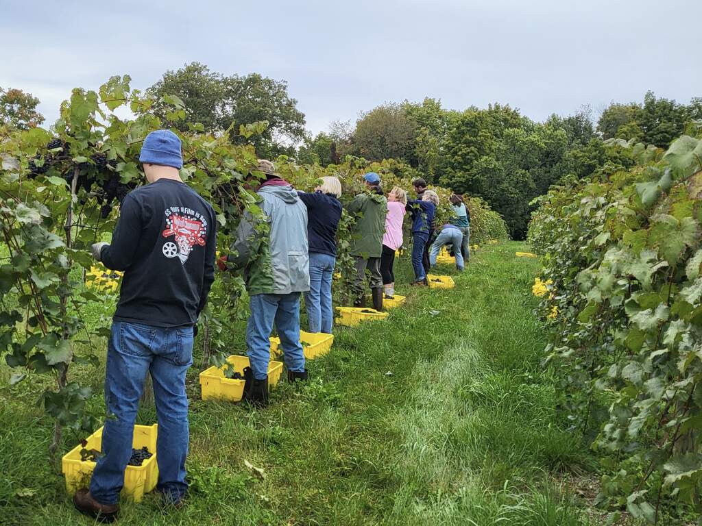 The crew is hand harvesting a row of grapes in the vineyard.