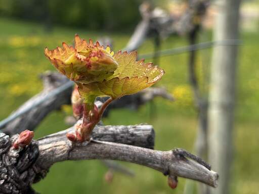 Our vineyard buds are breaking and shoots are emerging.
